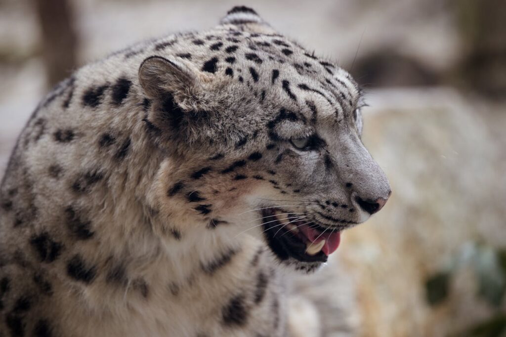 Wildlife Photographer Captures Rare Snow Leopard in Himalayas