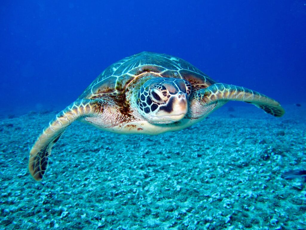 Sea Turtle Returns to Same Beach After Thirty Years