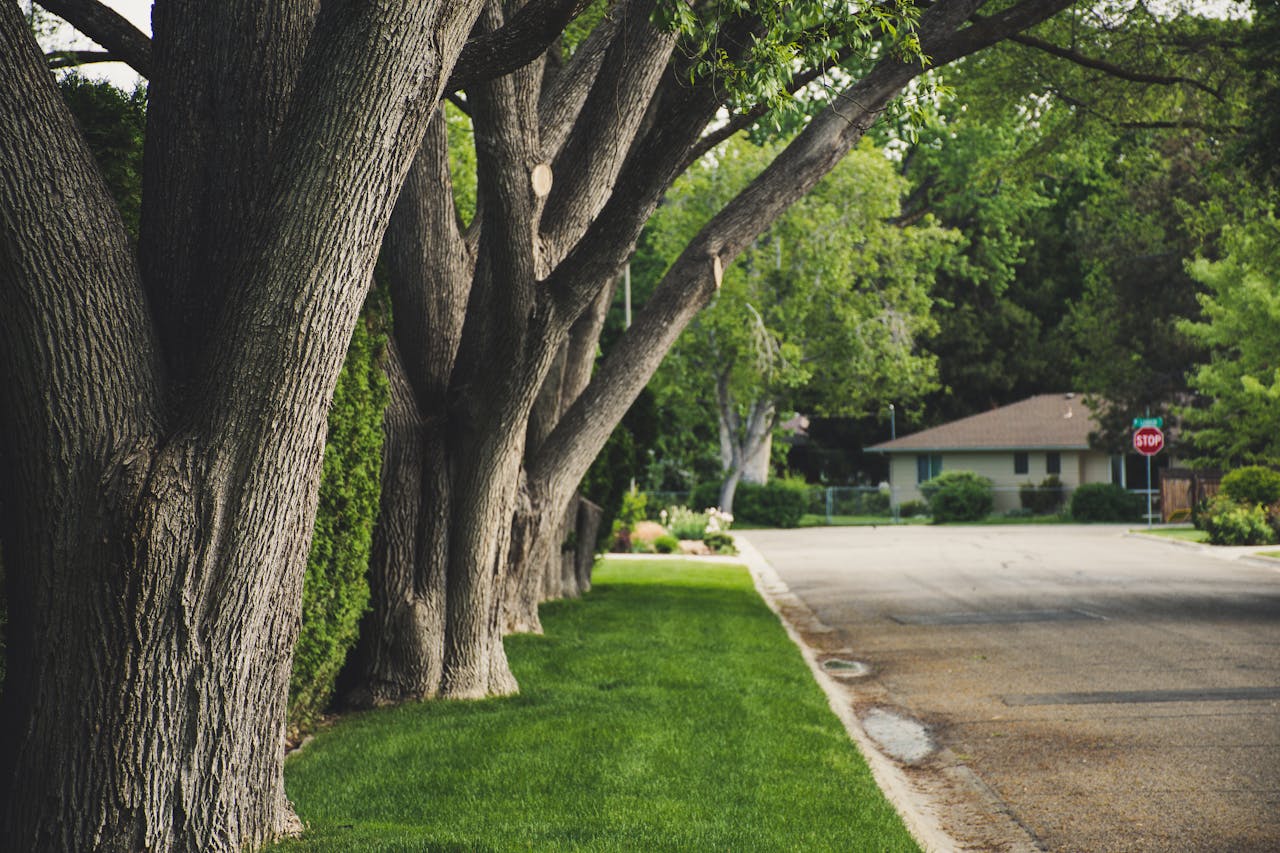 Using Mulch to Improve Soil and Save Water