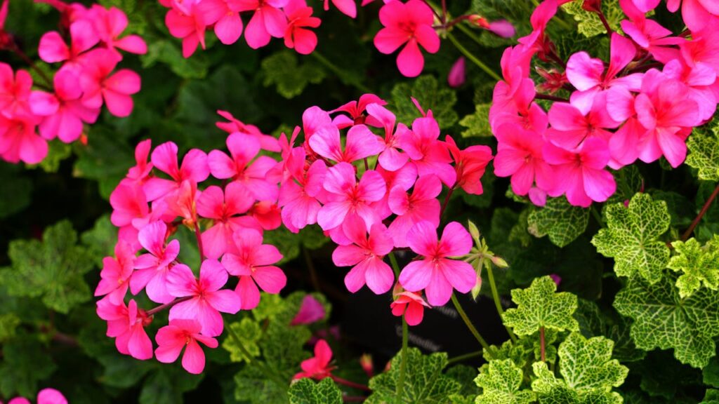 Designing a Colorful Garden That Blooms All Year