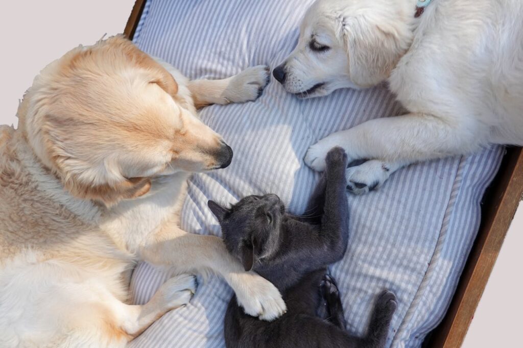 How To Safely Introduce Cats And Dogs At Home