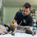 Local Vet Opens 24-Hour Emergency Animal Clinic Downtown