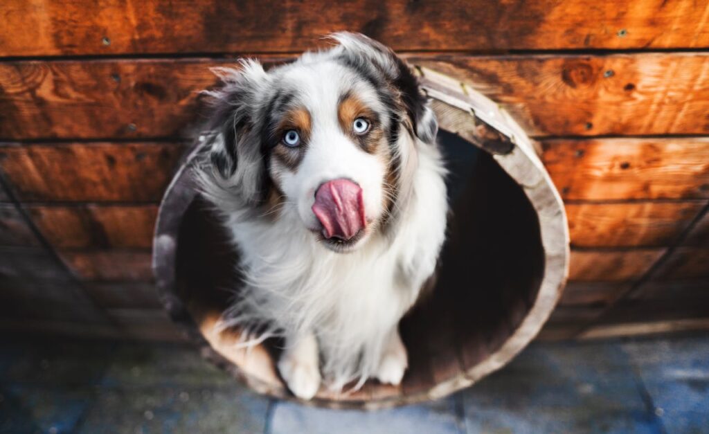 New Study Reveals Benefits Of Pets On Mental Health