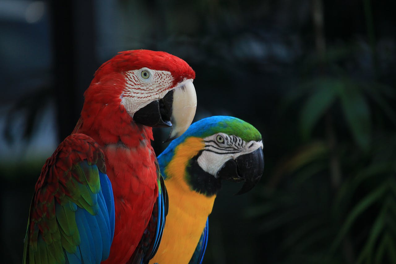 Parrots Gain Popularity As Intelligent And Loyal Companions