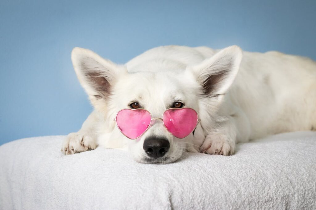 Local Shelter Hosts Free Adoption Weekend For All Animals
