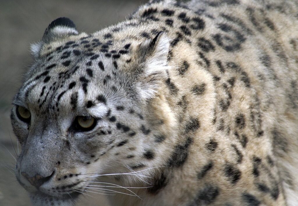 Rare Snow Leopards Spotted in High Himalayan Mountains