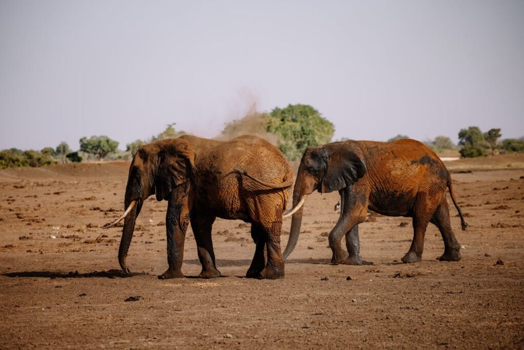 African Elephants Face Growing Threats From Poaching and Habitat Loss